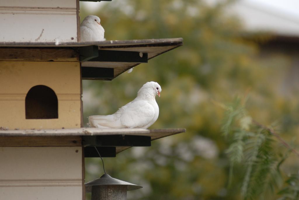The Dove Cote Bed & Breakfast 4*
