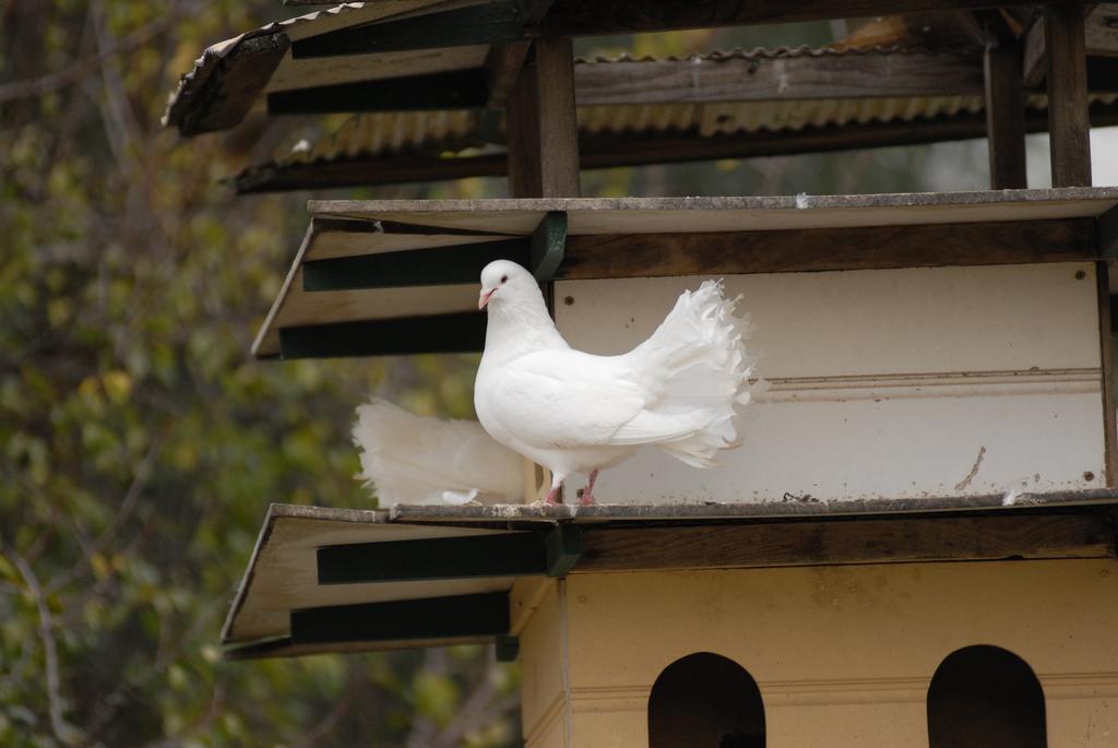 Bed & Breakfast The Dove Cote 4*